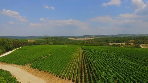 Aerial view of a Champagne vineyard, France, 4K (3840x2160) Stock Footage