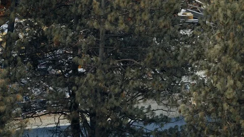 Aerial view charred scorched trees Paradise California America Stock Footage 104236501