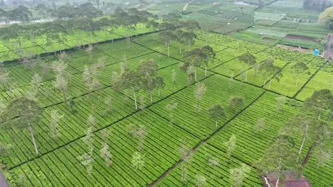 Aerial view of checkered pattern on green tea plantation in the morning Stock Footage 294735884