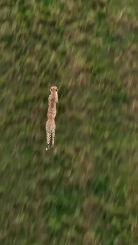 Aerial view of a cheetah running fast across the grassy african savanna Stock Footage 336033434