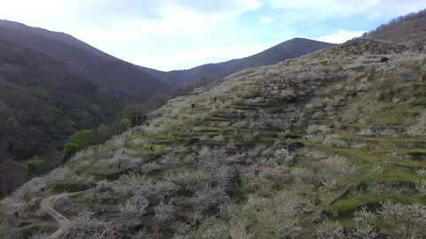 Aerial view of cherry blossom in the Jerte Valley in spring. Extremadura, Spain Stock Footage 269950679