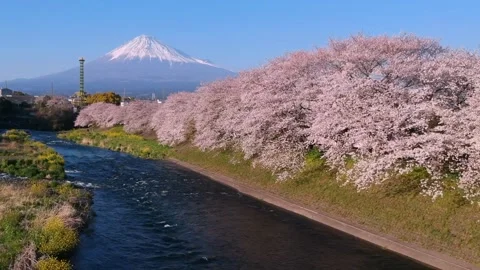 Aerial view of cherry blossom tree next the river with mount fuji in the ba.. Stock Footage 272454650