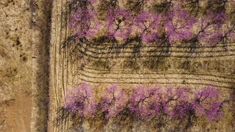 Aerial view of cherry blossom trees. Pink sakura flowers. Top view Stock Footage 149931065