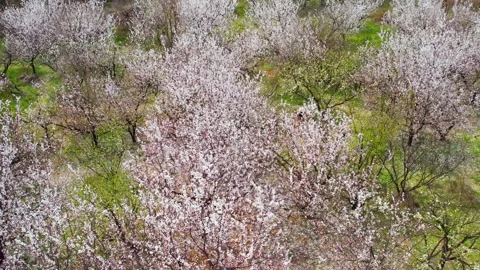 Aerial View of Cherry Blossom Trees Blooming in a Lush Spring Orchard Stock Footage 342231127
