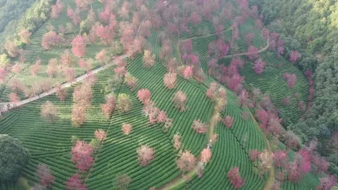 Aerial view of cherry blossom trees in tea plantation at Wuliang Mountain, Dali. 스톡 동영상 345044462