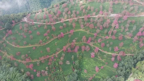 Aerial view of cherry blossom trees in tea plantation terraces at Wuliang. Vídeos de archivo 345044539