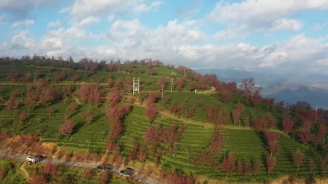 Aerial view of cherry blossom valley and tea plantation in Wuliang Mountain. Vídeos de archivo 345043673