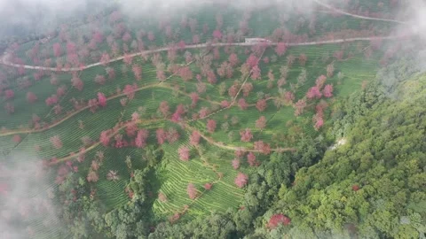 Aerial view of cherry blossoms and tea plantation in Wuliang Mountain, Dali. Video stock 345043337