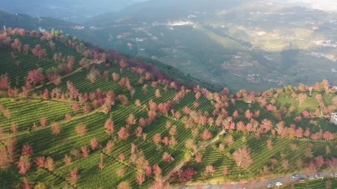 Aerial view of cherry blossoms and tea plantations in Wuliang Mountain, Dali. Vídeos de archivo 345043844