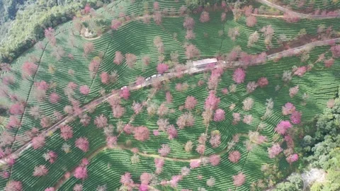 Aerial view of cherry blossoms and tea plantations in Wuliang Mountain, Dali. Vídeos de archivo 345044122