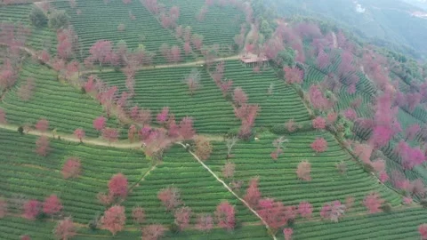 Aerial view of cherry blossoms and tea plantations in Wuliang Mountain Cherry. Vídeos de archivo 345044151