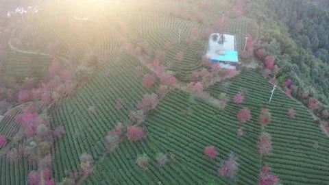 Aerial view of cherry blossoms and tea plantations in Wuliang Mountain, Dali. 스톡 동영상 345044676