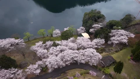 Aerial View of Cherry Blossoms Beside Scenic Lake in Spring Japan 4K Stock Footage 344260035