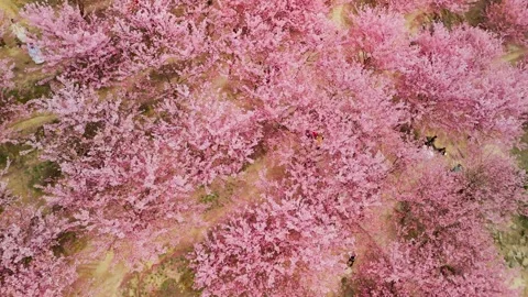 Aerial View of Cherry Blossoms in Full Bloom on Mountains in Spring Stock Footage 329767446