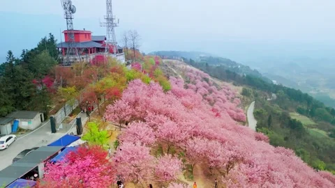 Aerial View of Cherry Blossoms in Full Bloom on Mountains in Spring Video stock 329767447