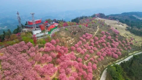 Aerial View of Cherry Blossoms in Full Bloom on Mountains in Spring Stock Footage 329767483