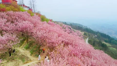 Aerial View of Cherry Blossoms in Full Bloom on Mountains in Spring Stock Footage 329767486