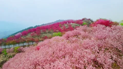 Aerial View of Cherry Blossoms in Full Bloom on Mountains in Spring Stock Footage 329767493