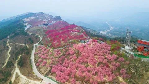 Aerial View of Cherry Blossoms in Full Bloom on Mountains in Spring Stock Footage 329767494