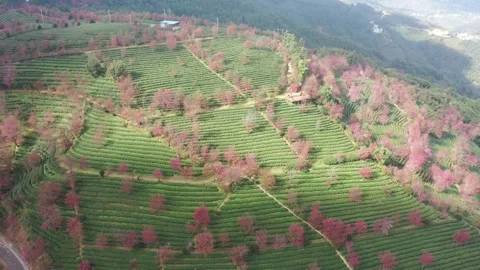 Aerial view of cherry blossoms in tea plantation at Wuliang Mountain, Dali. Vídeos de archivo 345042837