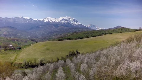 Aerial view cherry trees Stock Footage 126337020