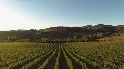 Aerial view of Chianti vineyard Stock Footage 41249484