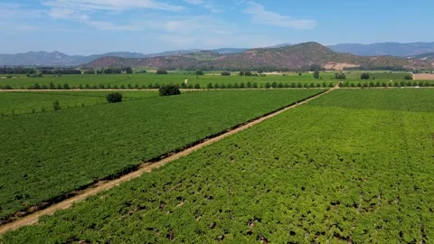 Aerial view of Chille vineyard Stock Footage 327453647