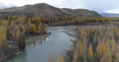 Aerial view of Chuya river flowing along the trees and mountains in Altai Stock Footage 143839046