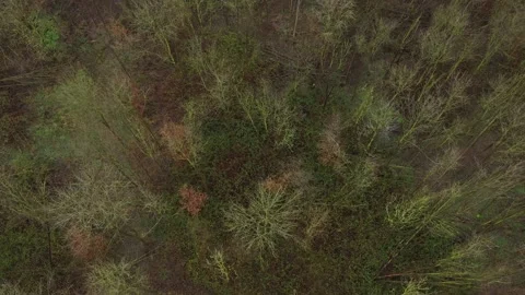 Aerial view circeling around an empty almost dead leafless forest Stock Footage 142749830