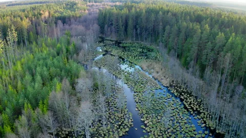 Aerial view circular motion.Natural forest meadow flooded by spring floods. Stock Footage 304790449