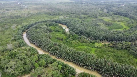 Aerial view of a circular river surrounded by palm trees Stock Footage 317008424