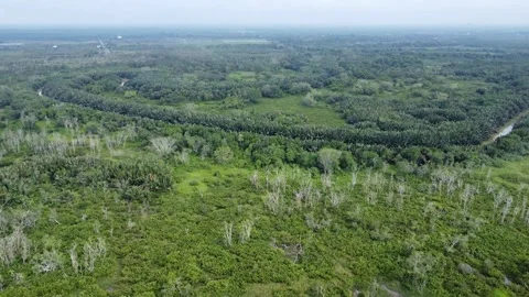 Aerial view of a circular river surrounded by palm trees Stock Footage 317008654