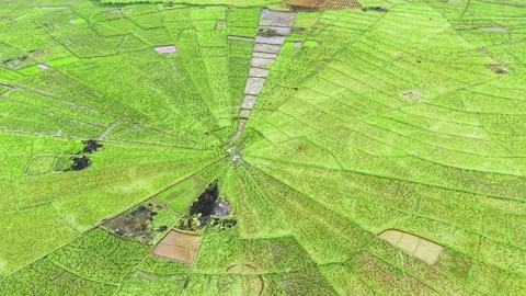 Aerial view of circular spider web rice fields with green radiating Stock Footage 347741995