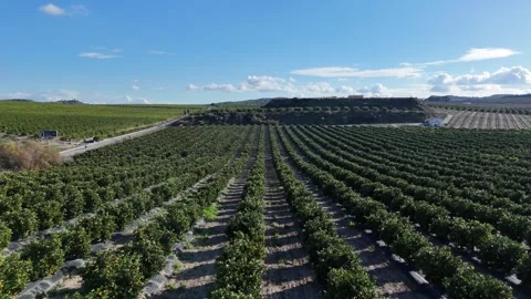 Aerial View of Citrus Orchard With Rows of Orange Trees Stock Footage 346558379