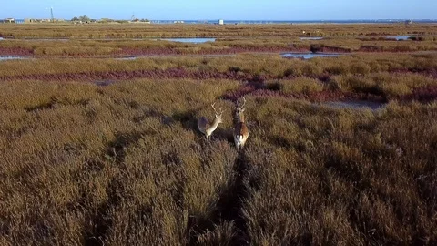 Aerial view of clash of two deer in the steppe Stock-Footage 121683831