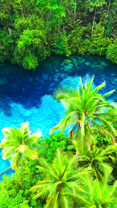 Aerial view of a clear blue lake with submerged tree trunks surrounded by dense Stock Footage 346747857