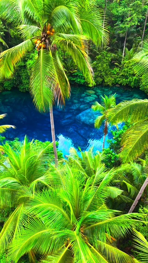 Aerial view of a clear blue lake with submerged trees surrounded by dense green Stock Footage 346748832