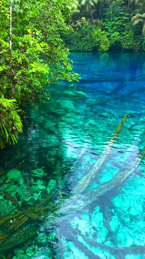 Aerial view of clear blue water with submerged tree logs and overhanging green Stock Footage 346361060