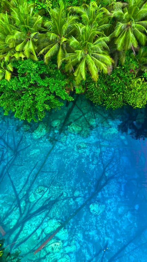 Aerial view of clear blue water and submerged tree trunks surrounded by dense Stock Footage 346747219
