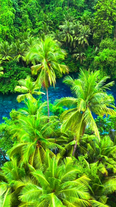 Aerial view of clear blue water surrounded by dense green palm trees and Stock Footage 346749143