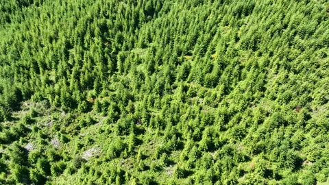 Aerial View of Clear Cut Forest Regrowing in Northern Oregon Stock Footage 200627651