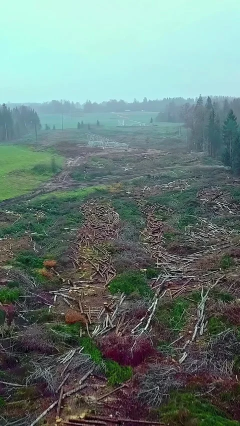 Aerial view of clear cut forest with felled trees on misty day Stock Footage 336847552