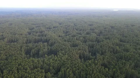 Aerial view of clear sky and mangrove in Kuala Sepetang Stock Footage 152565397