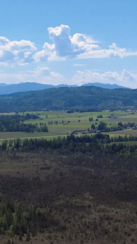 Aerial View of a Cleared Forest Area Showing Regrowth and Farmland Nearby in the Stock Footage 311112084