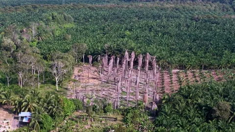 Aerial view of cleared land Stock-Footage 332610410