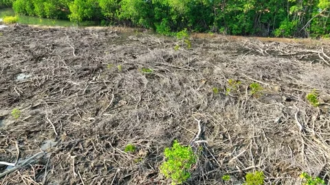 Aerial view of cleared mangrove forest with scattered wood debris. Video stock 329663841