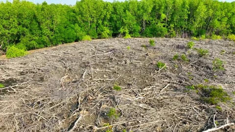 Aerial view of cleared mangrove forest with scattered wood debris. Stock Footage 329663847