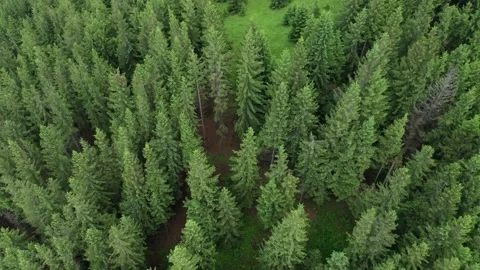 Aerial view of a clearing in a coniferous forest in the middle of a summer day. Stock Footage 236853890