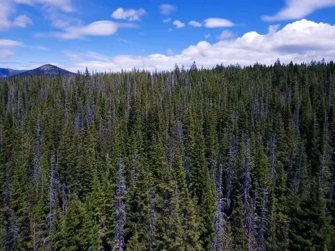 Aerial view climbing over a forested hillside to reveal another forested hill. Stock Footage 70968486