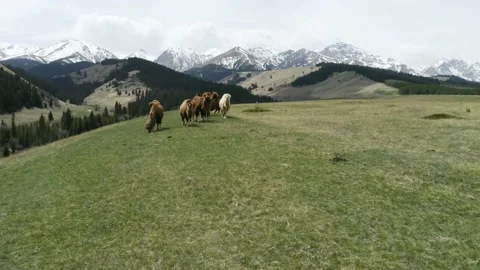 Aerial view, close. Herd of camels grazes on picturesque meadow. Mountains Stock Footage